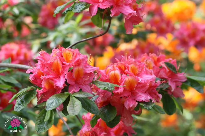 Rhododendron   'Lelde'